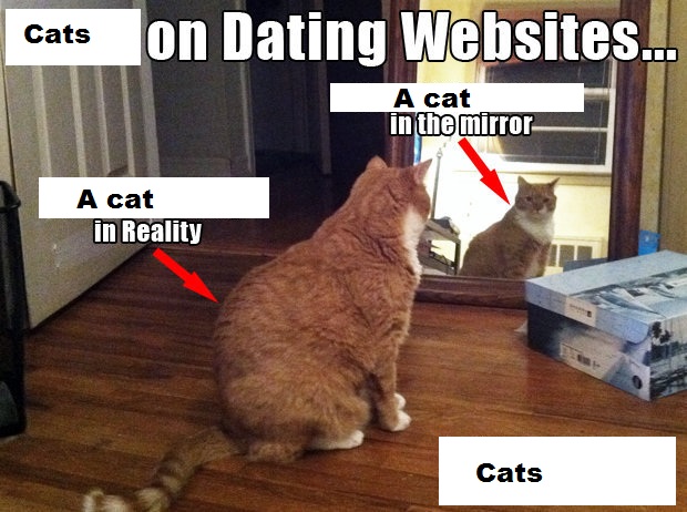 The Adult Cat Finder Will Connect You to Hot Single Cats in Your Area
